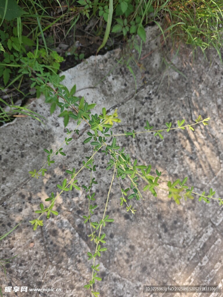 石缝中生长的嫩绿植物