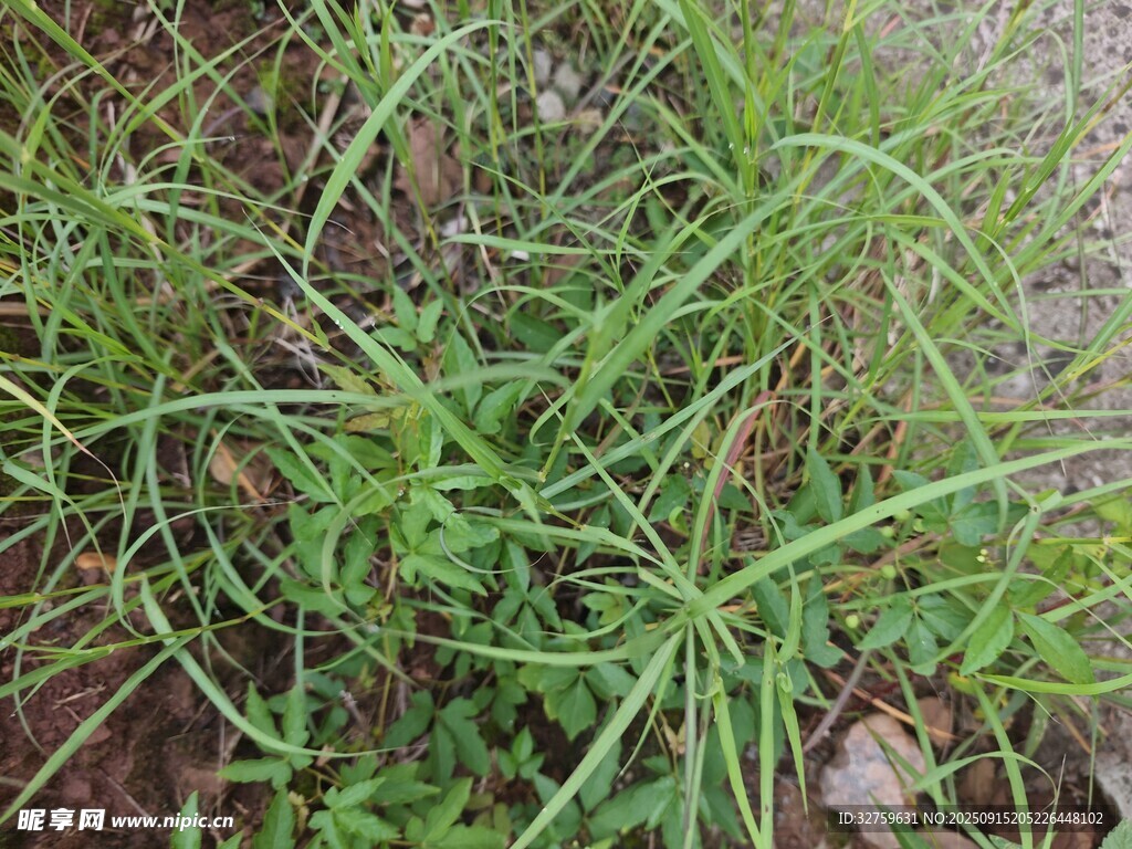 地面生长的翠绿野草