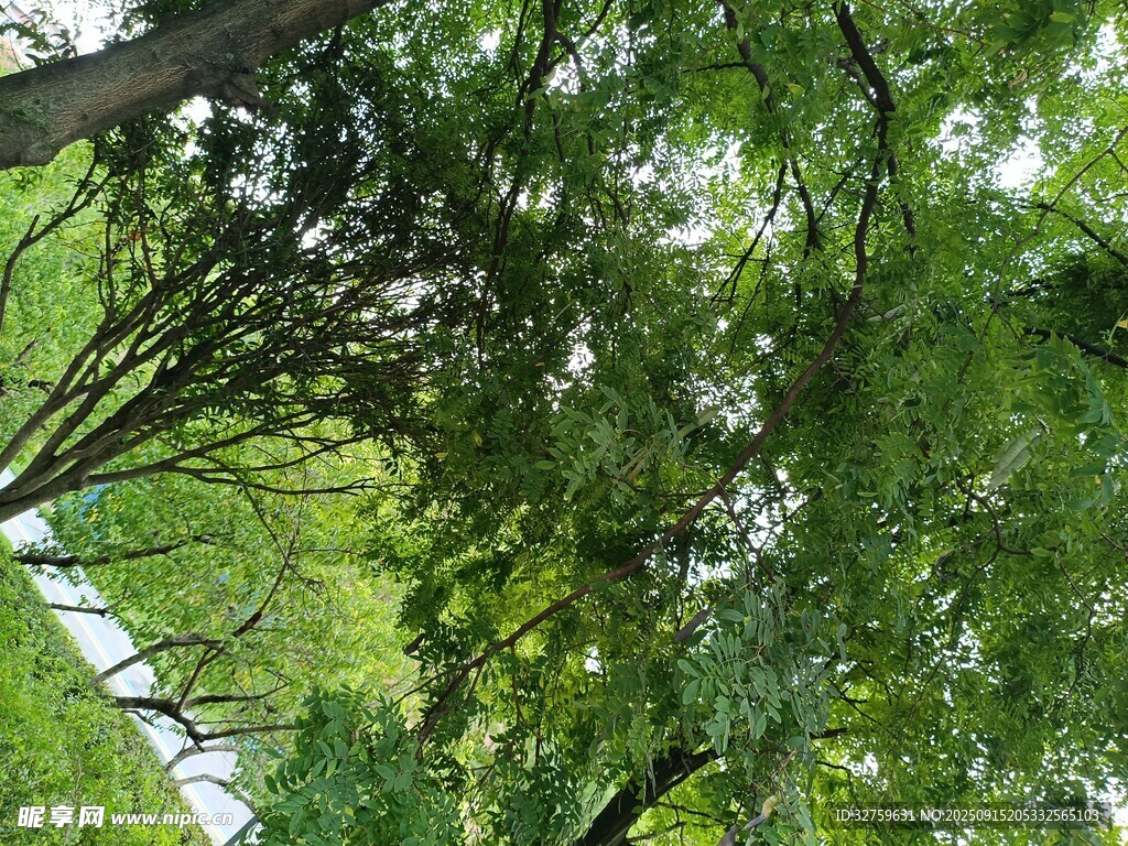 仰视繁茂绿树景观