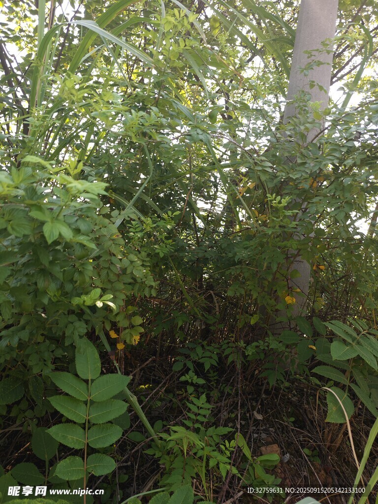 茂密绿植景观