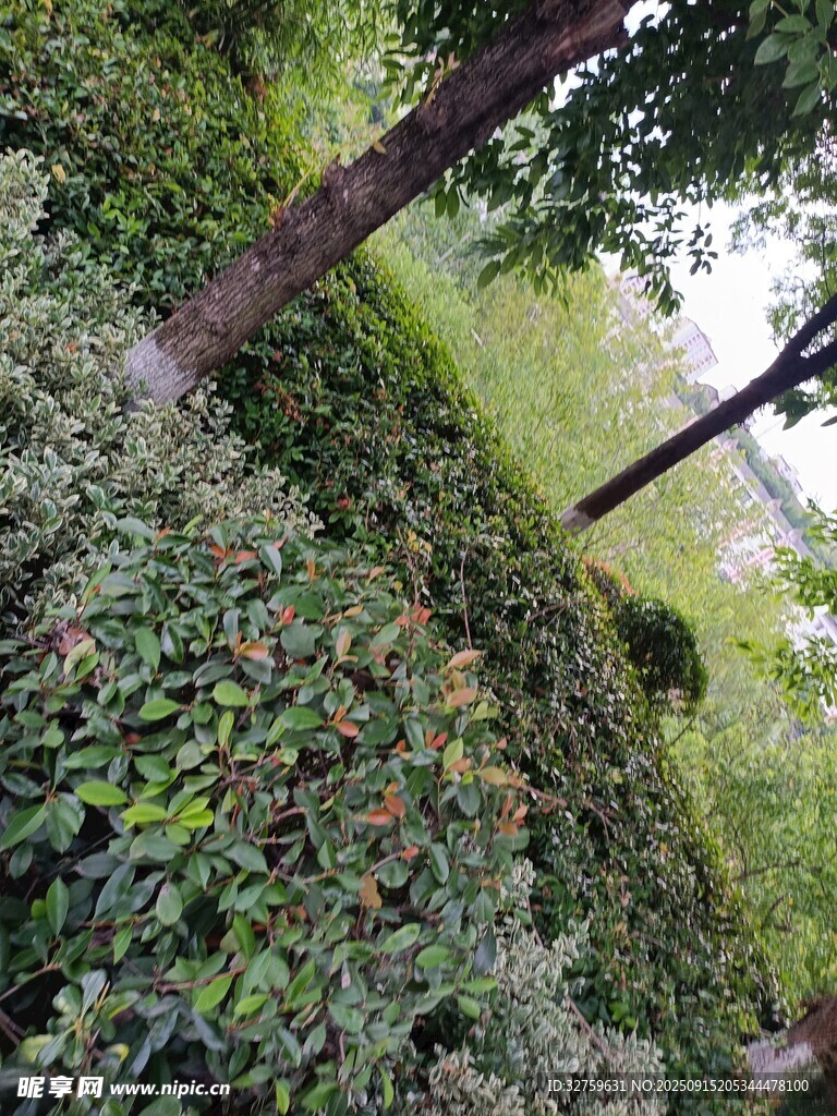绿意盎然的繁茂植物景观