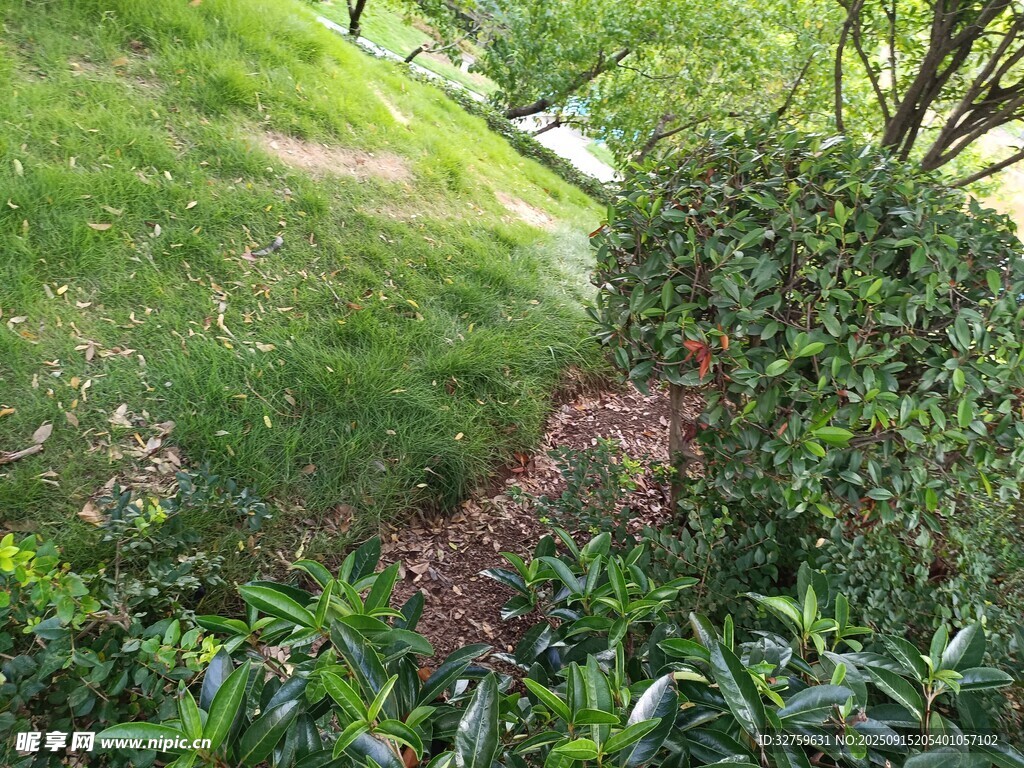 绿意盎然的花园景致