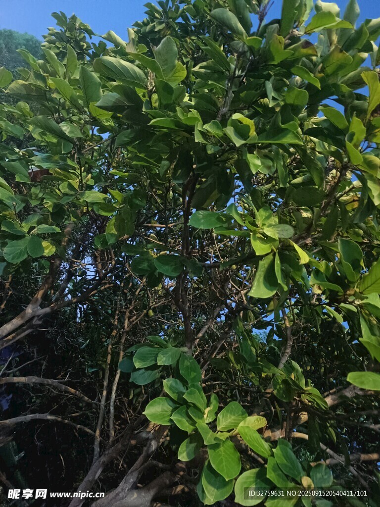 繁茂绿植展现自然生机