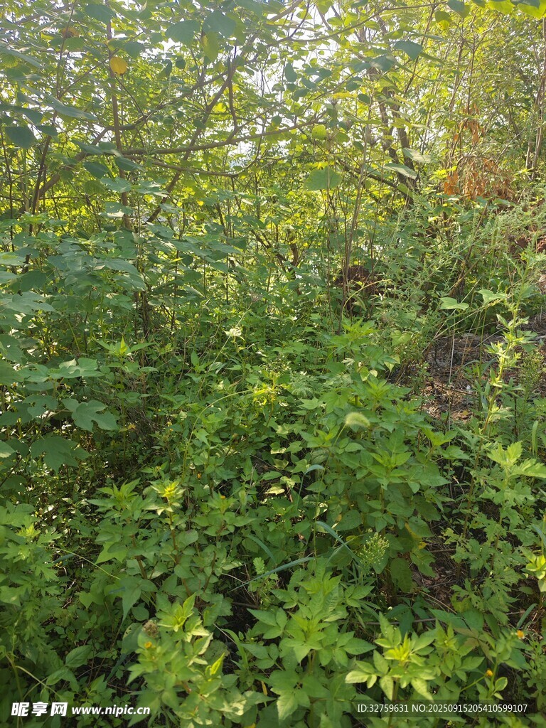 茂密绿植景观