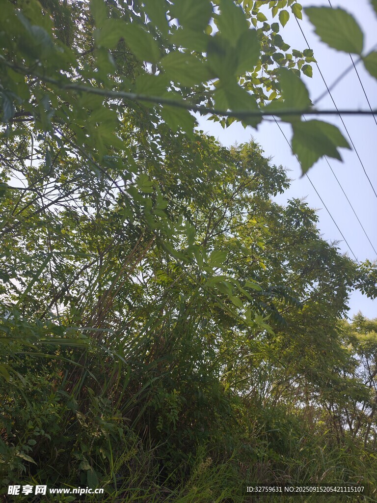 繁茂绿植间的天空一角