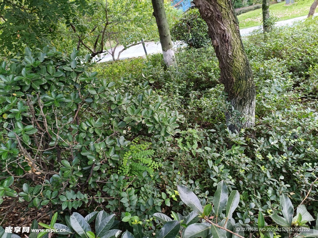 繁茂绿植中的弯曲树干
