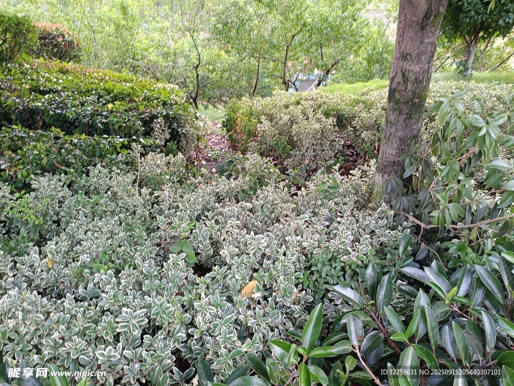 林间繁茂绿植景观