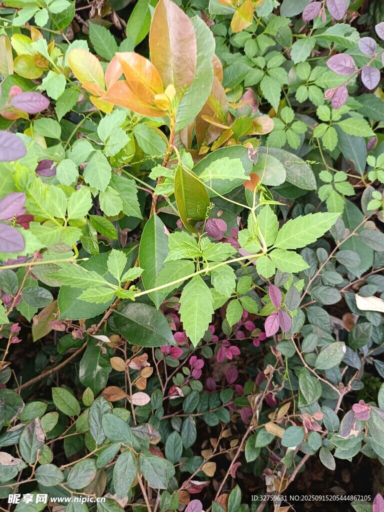 多彩植物景观