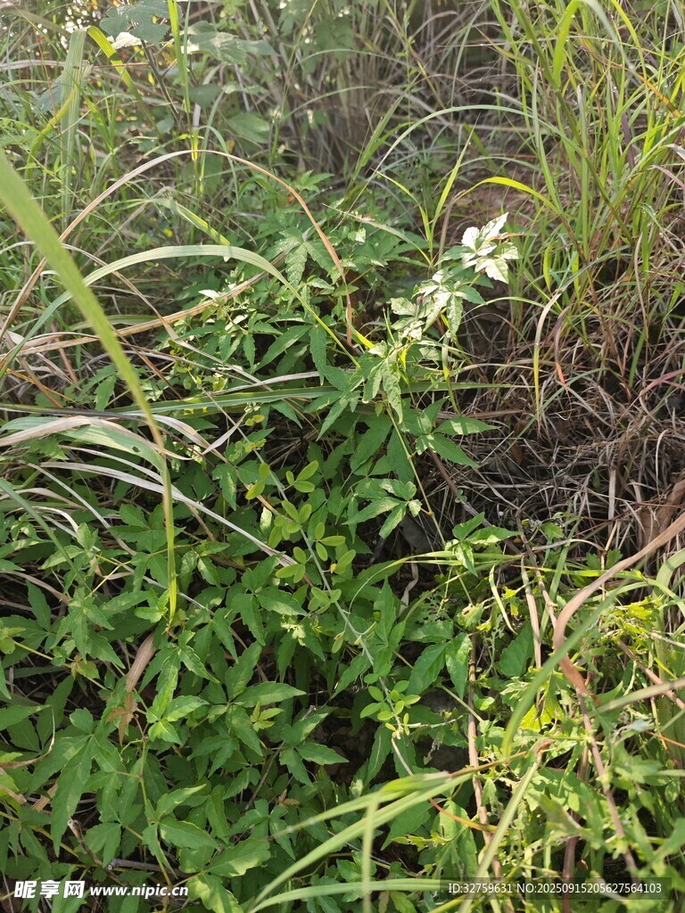 繁茂的绿色植物景观