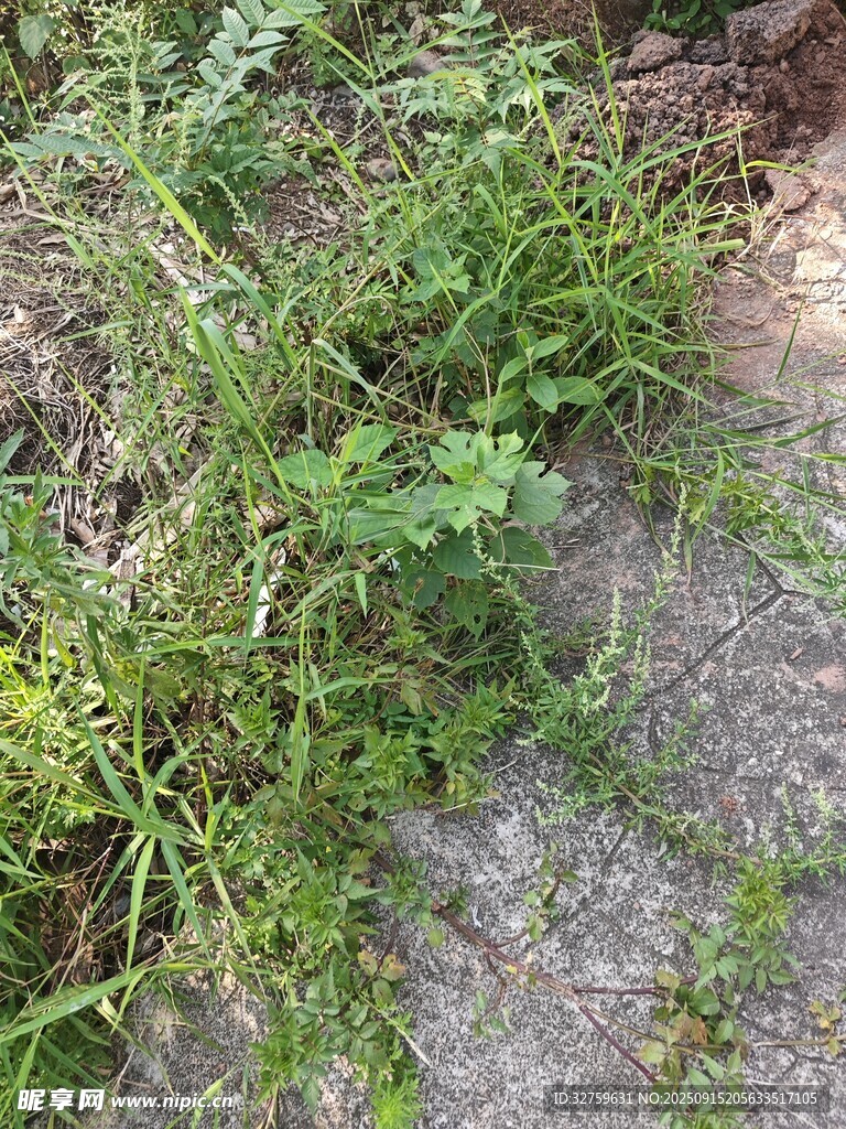 地面生长的绿色植物