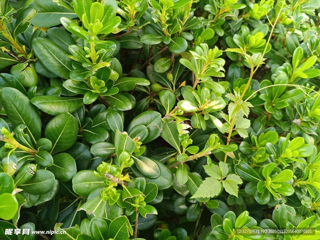 翠绿茂盛的多汁植物