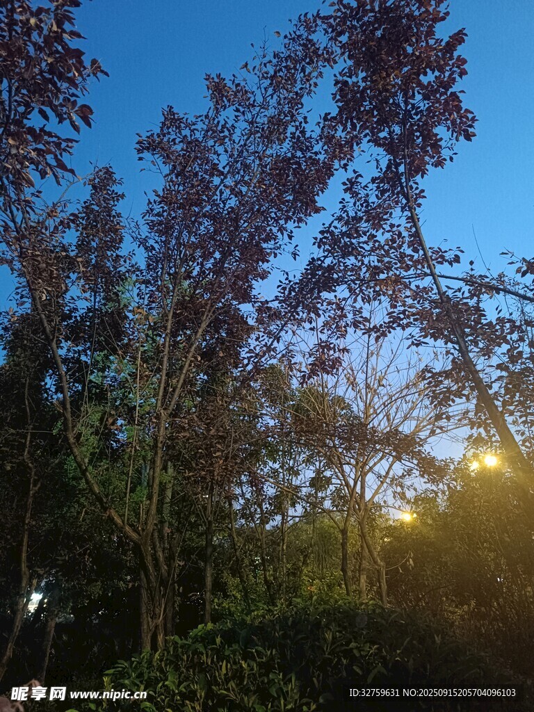 夕阳下的树林美景