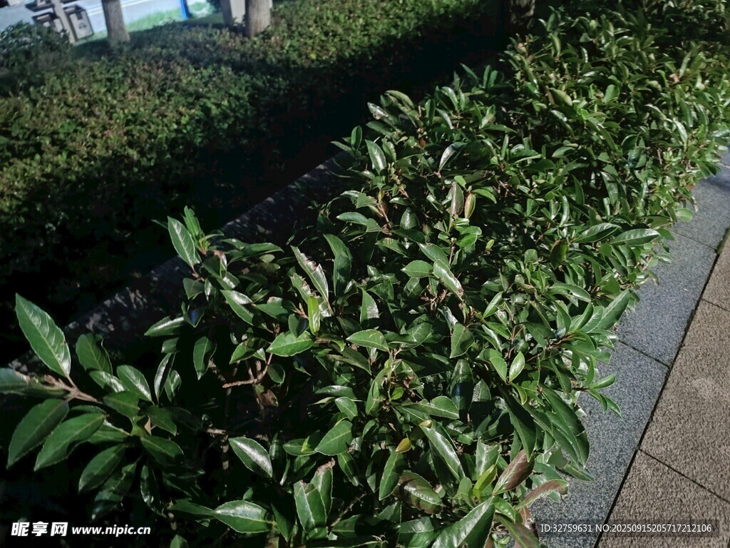 路边整齐的绿植景观