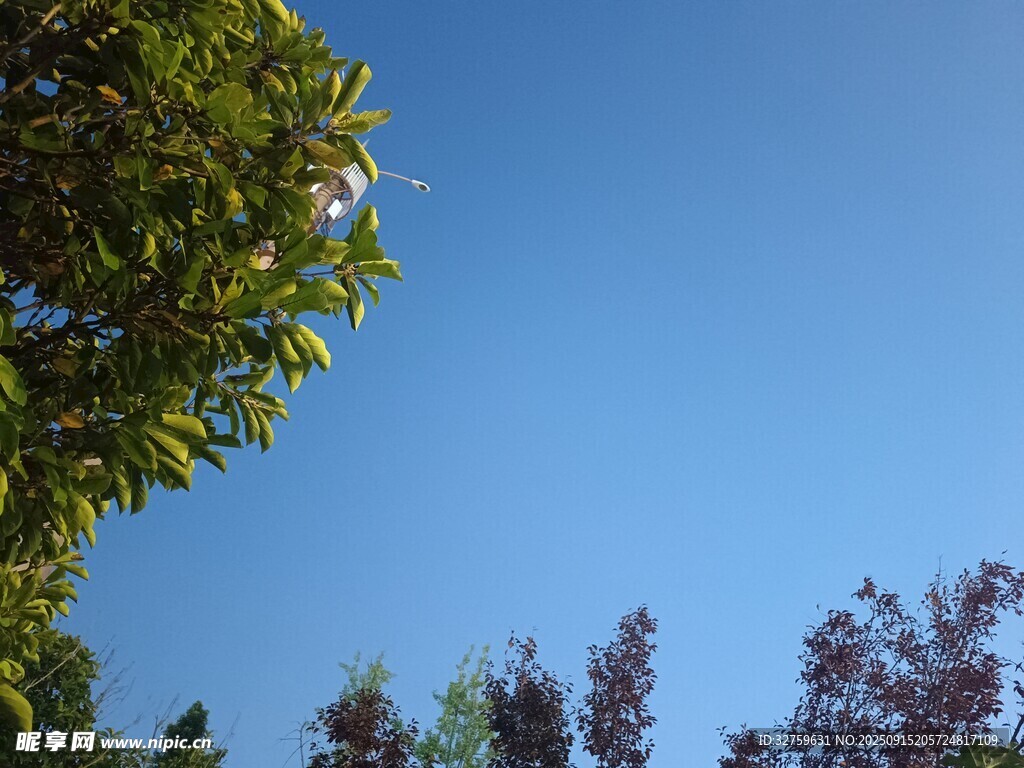 蓝天绿树景致