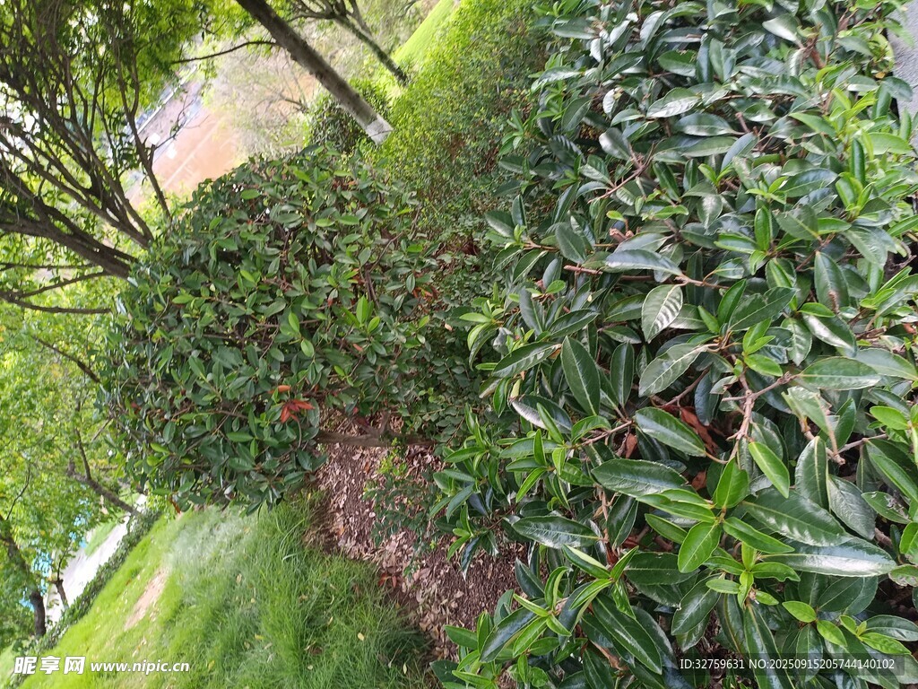 绿意盎然的繁茂植物景观