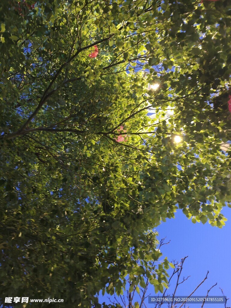阳光透过树叶的清新景致