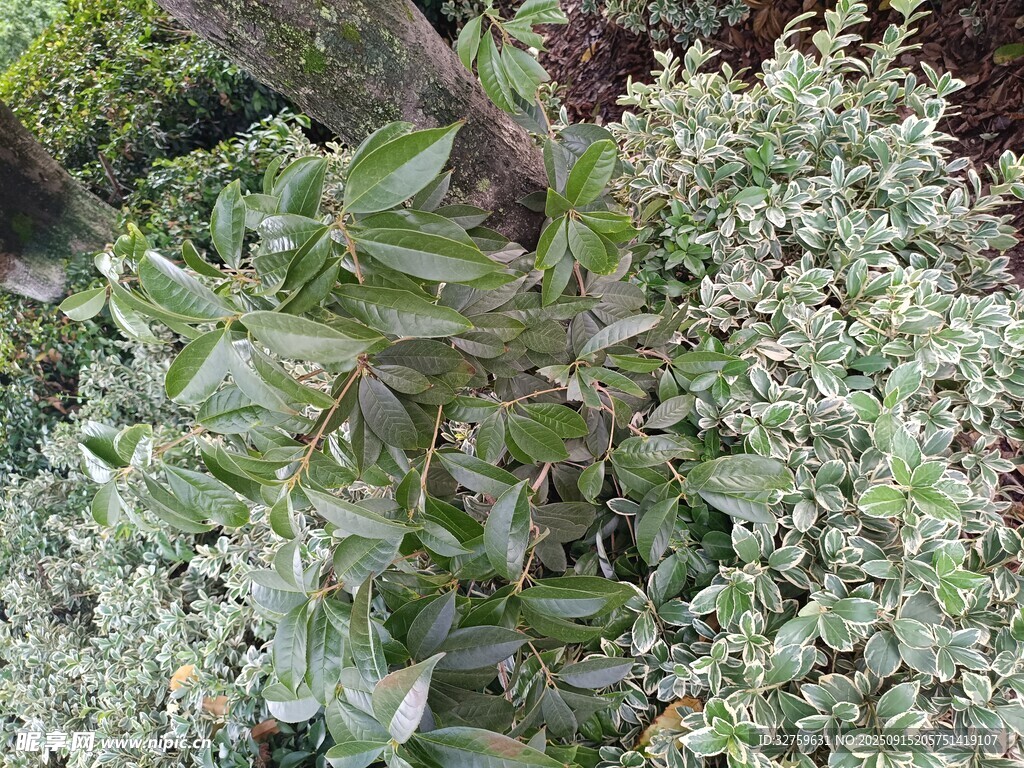 绿叶白花植物特写