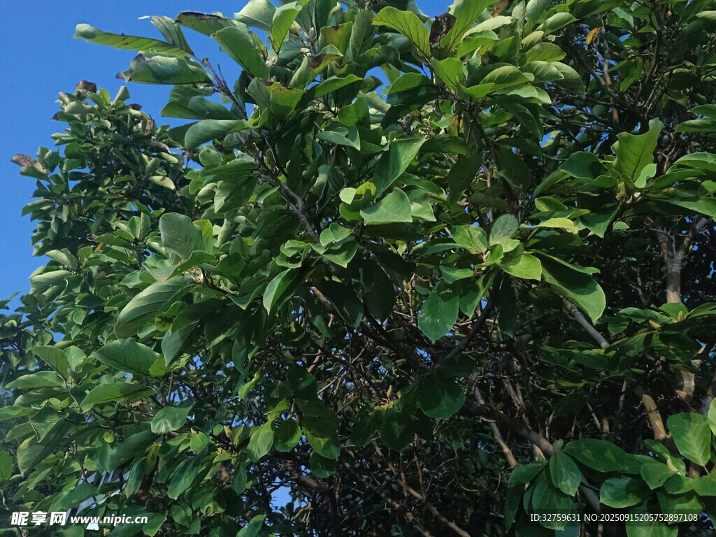 繁茂绿植 
