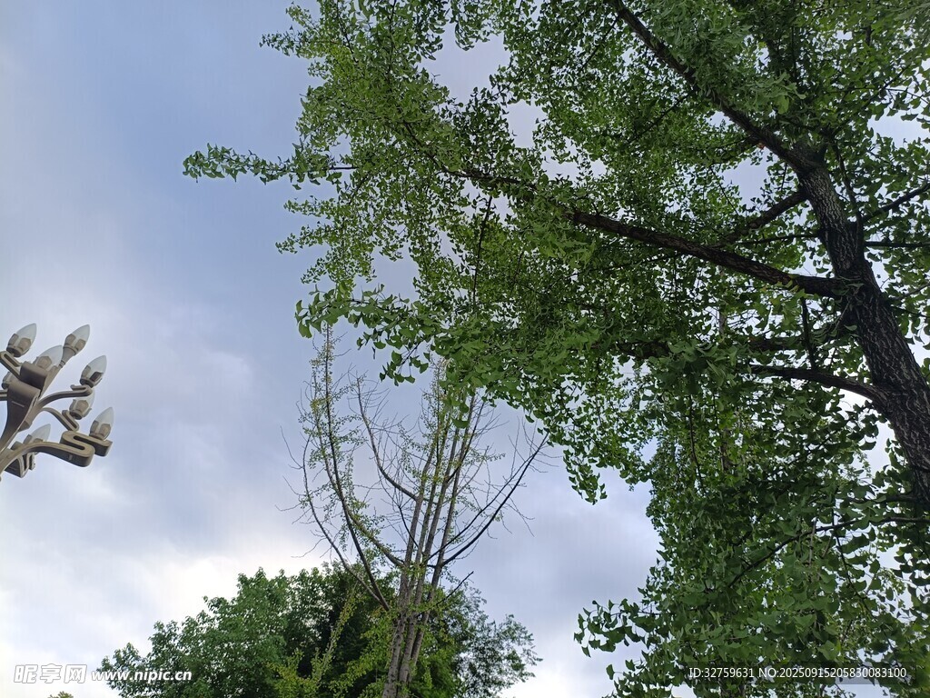 仰视葱郁树木与蓝天