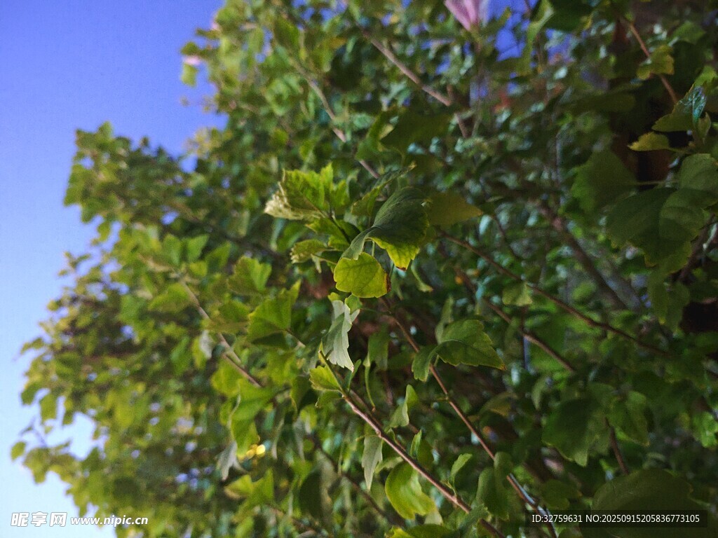 蓝天映衬下的繁茂绿树