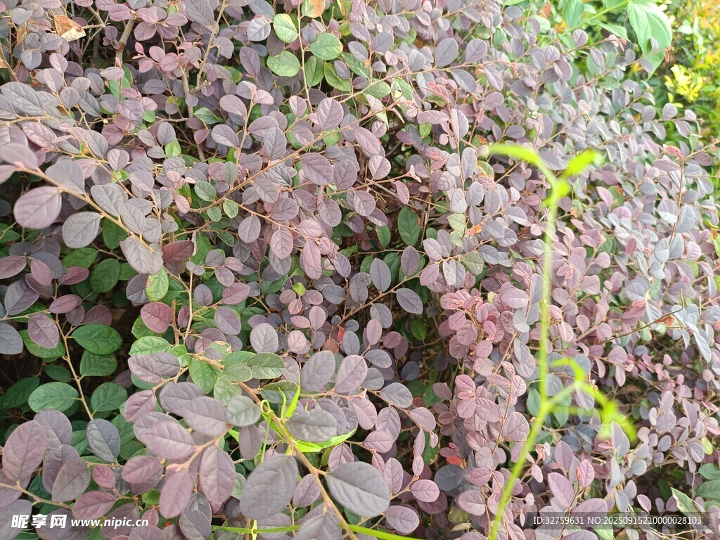 紫叶小檗植物特写
