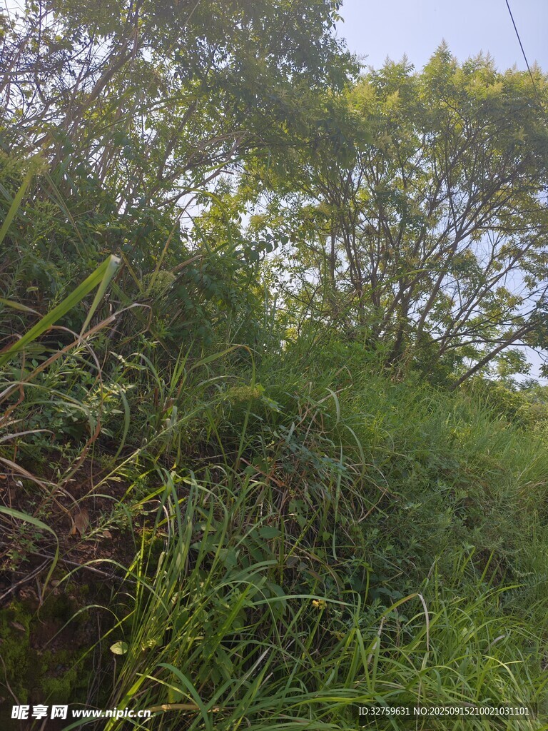 野外茂盛的绿色植被