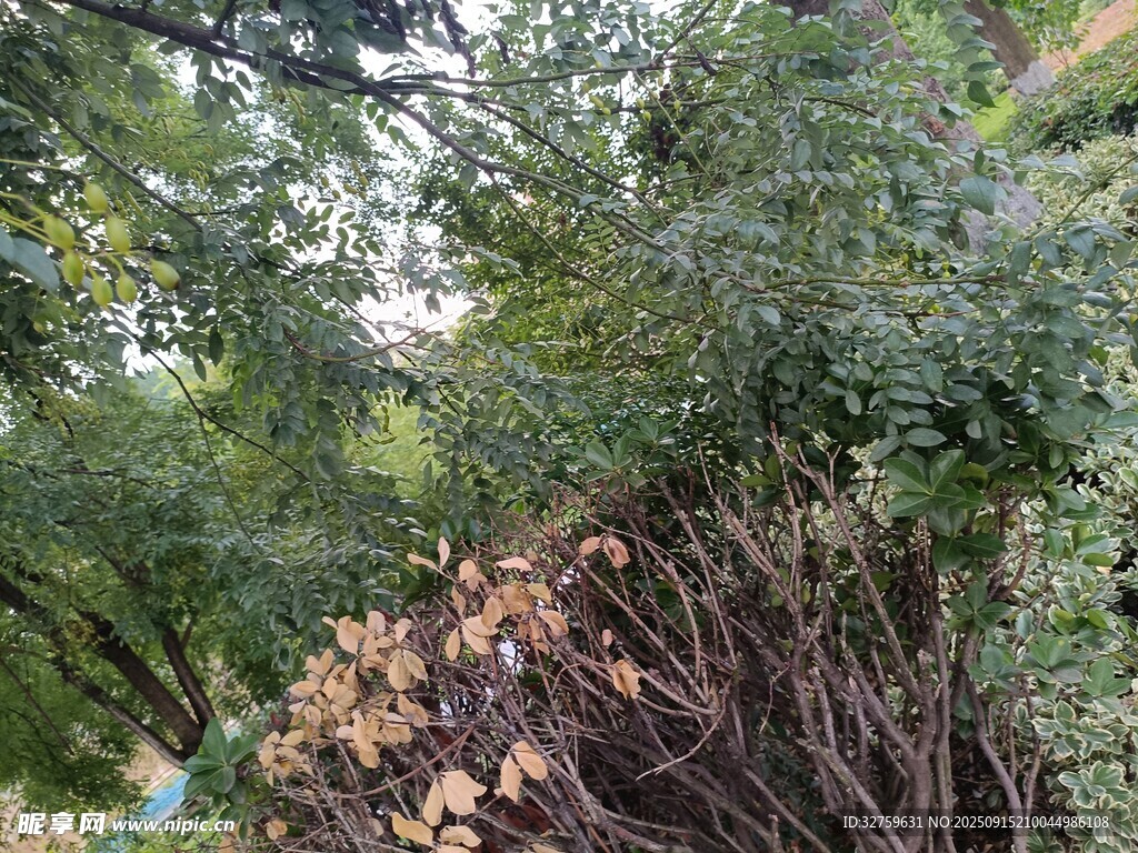繁茂绿植景观