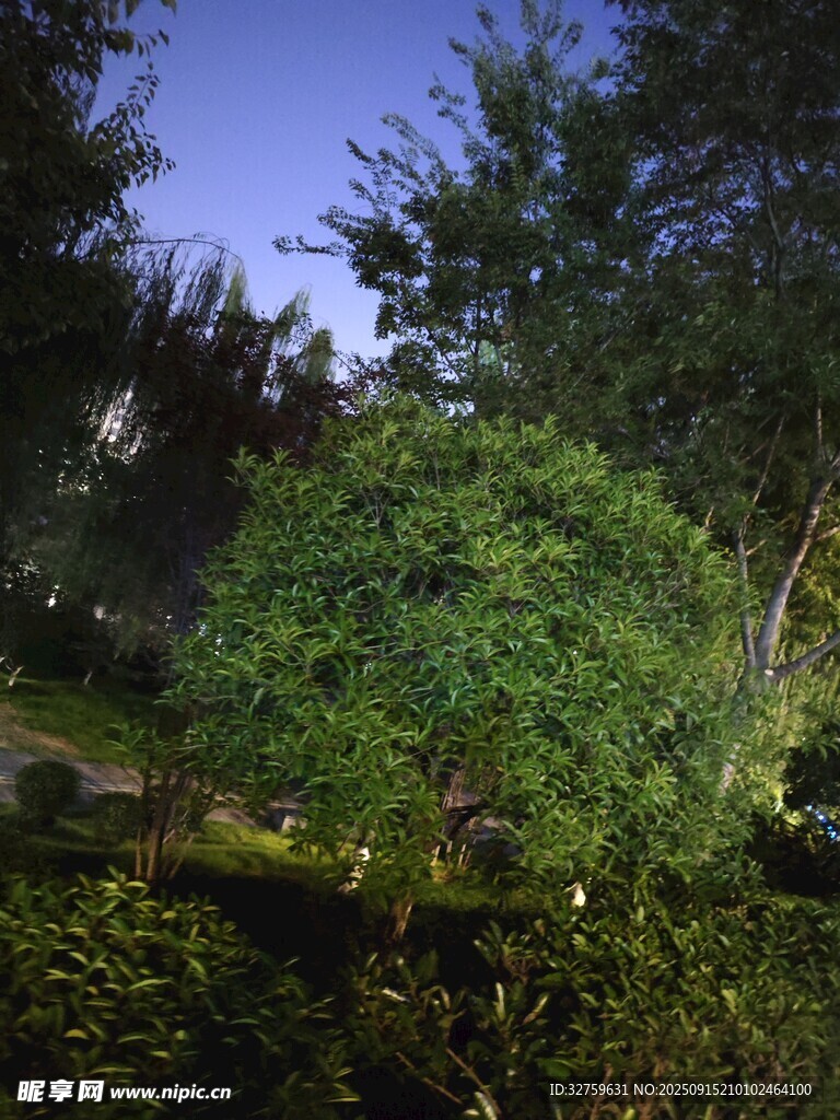 静谧湖畔绿植夜景