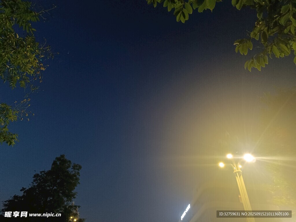 夜晚路灯下的树梢景象