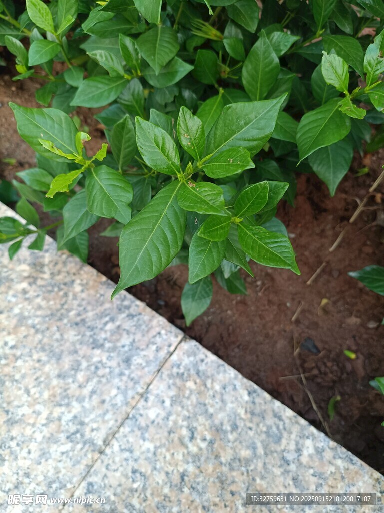 石边绿植