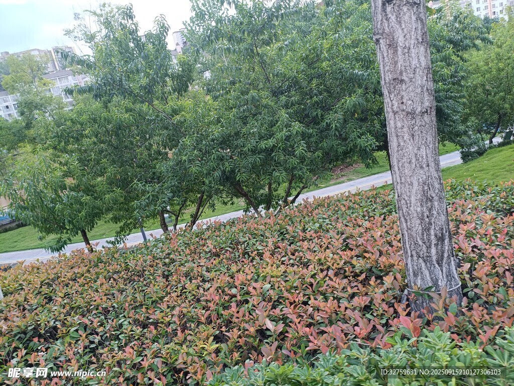 秋日树下斑斓落叶景致
