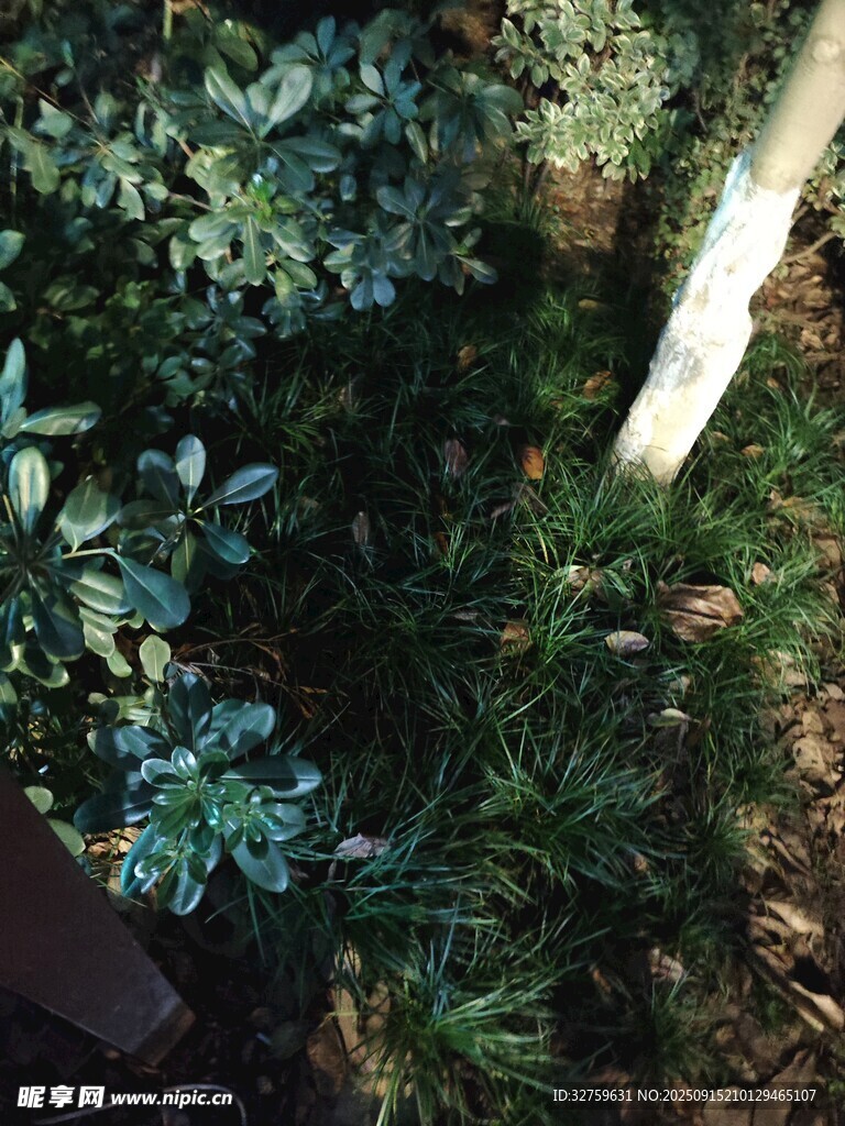 树下绿植景观