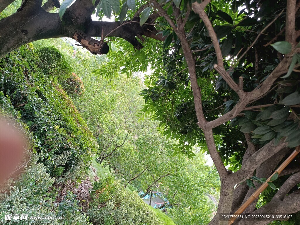 绿荫下的自然景观