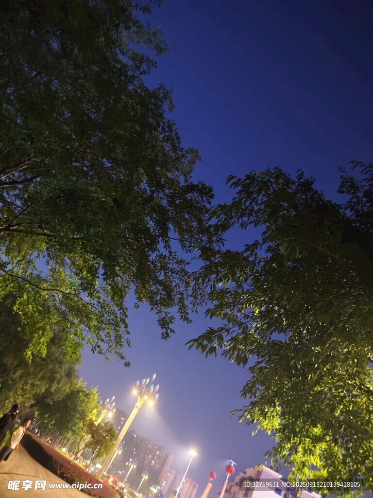 夜幕下的林荫道美景