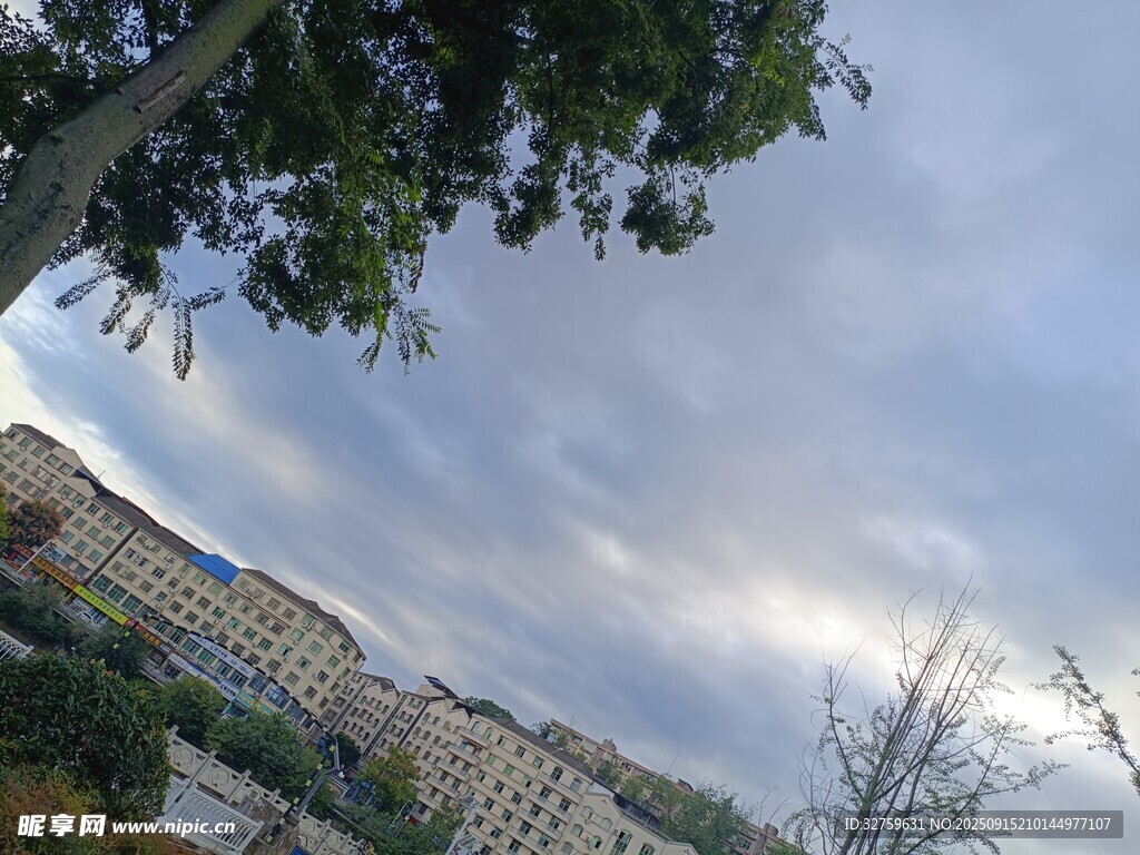 城市天空下的建筑与树木