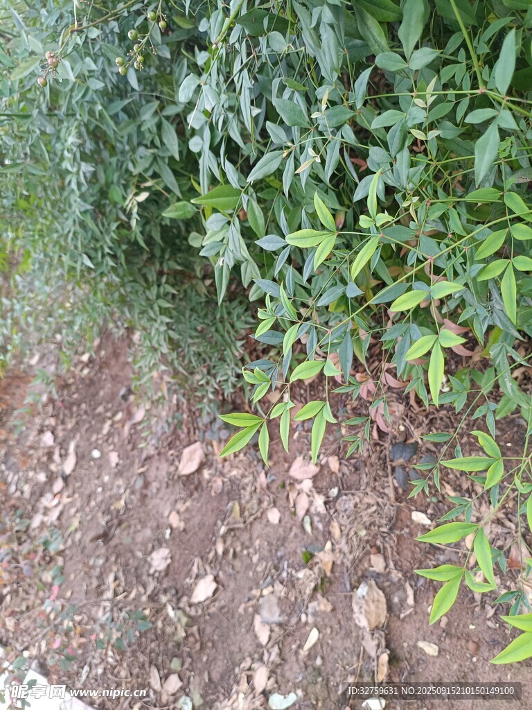 地面旁的繁茂绿色植物
