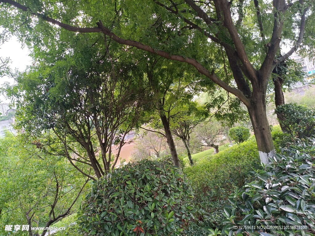 绿意盎然的林间景致