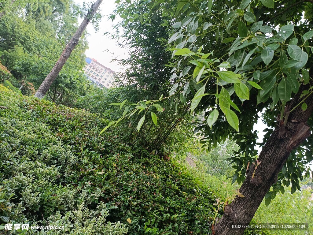 绿意盎然的山林景致