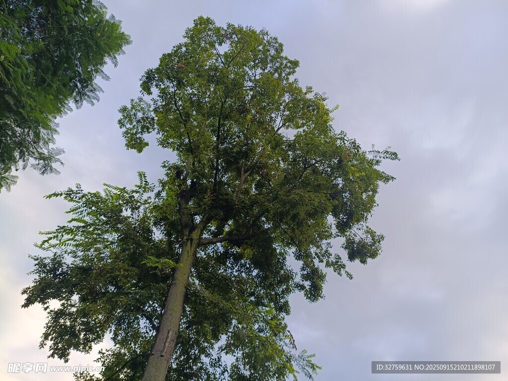 挺拔绿树映衬蓝天白云