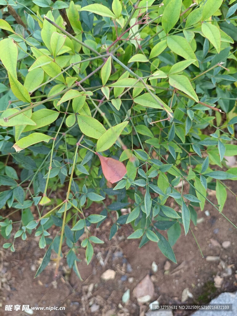 绿叶间的红色果实