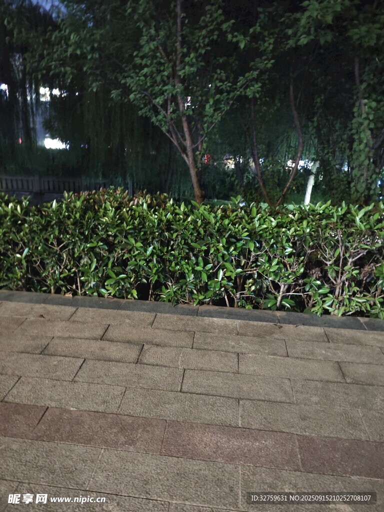 夜晚街边绿植景观