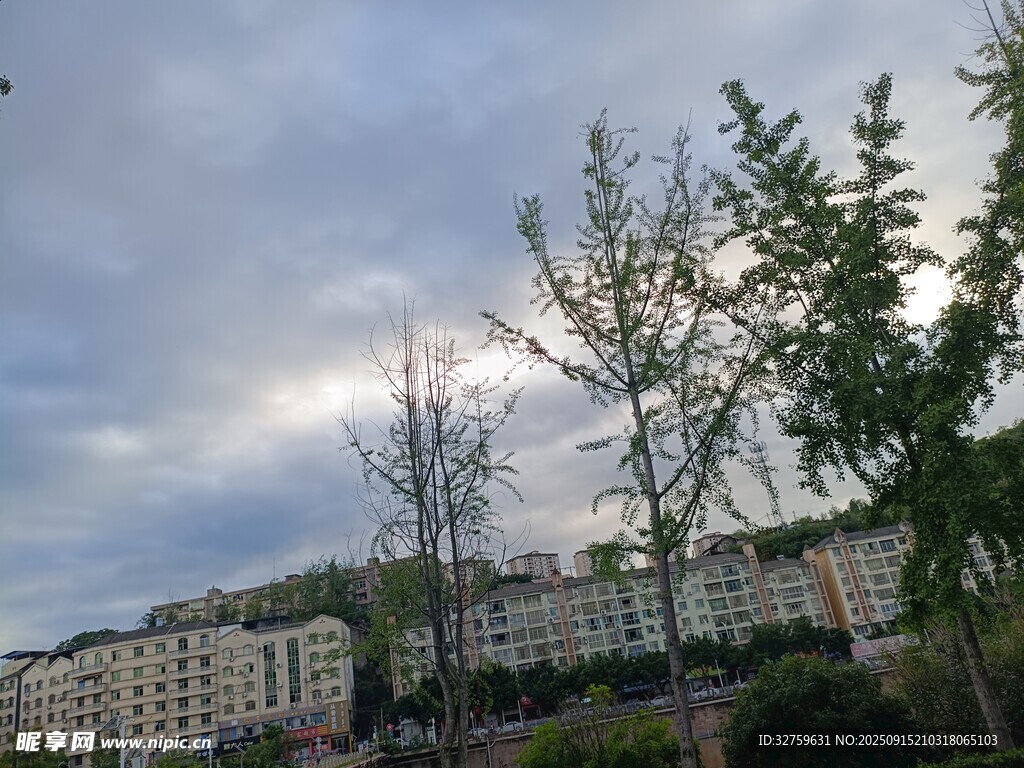 城市中的树木与建筑景观