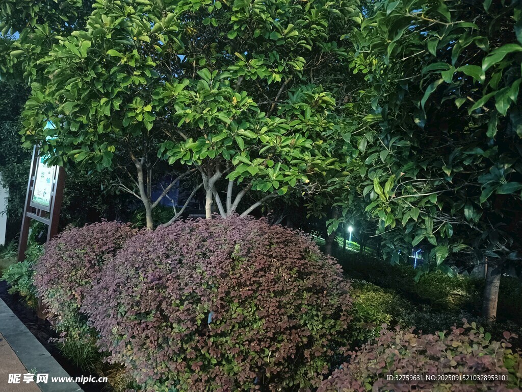 庭院绿植景观