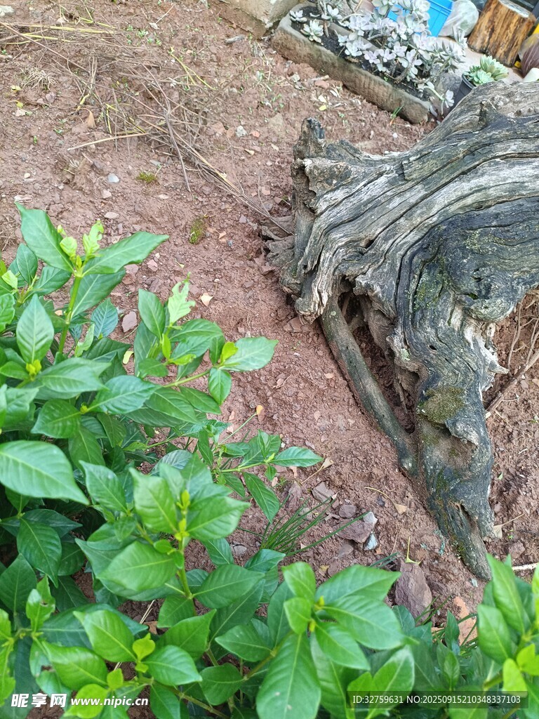 地面绿植旁的腐朽树干