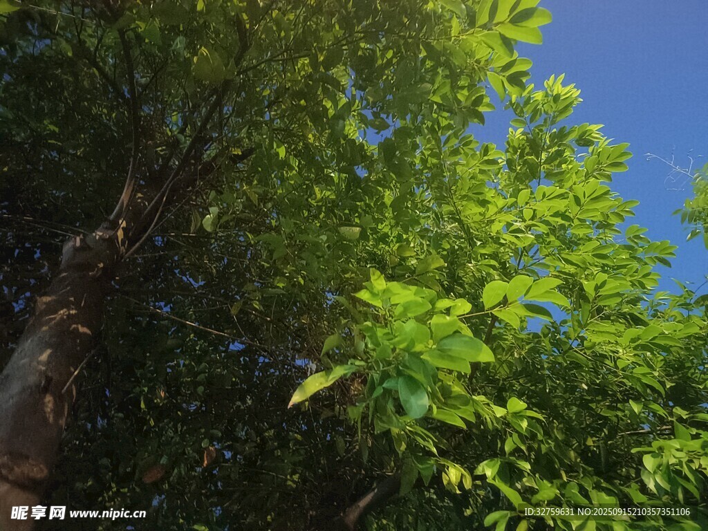 阳光下的葱郁绿树