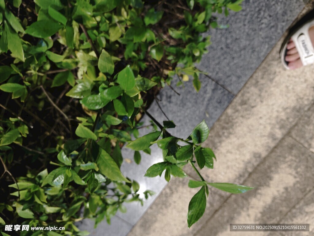 路边绿植与隐蔽物品