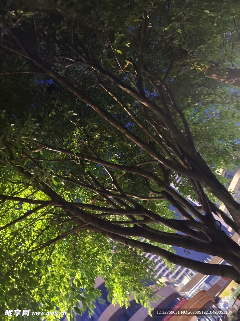 仰视繁茂树枝与绿叶