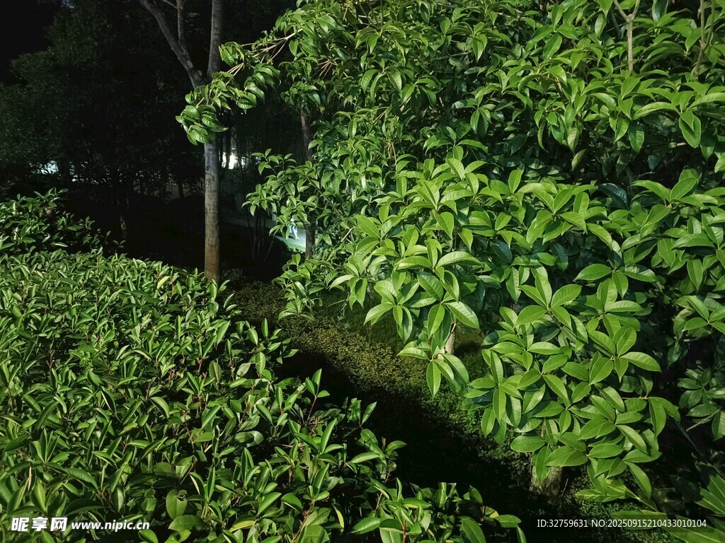 夜晚绿植景观