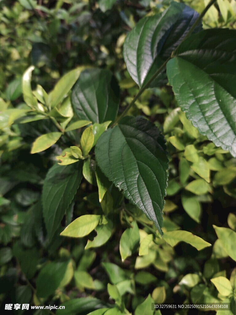 翠绿繁茂的植物叶片
