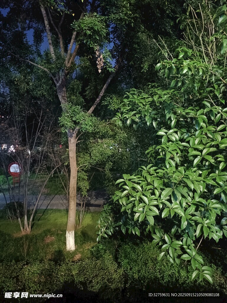 夜晚中的葱郁树木